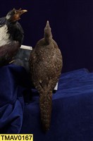 藍腹鷴藏品圖，第9張
